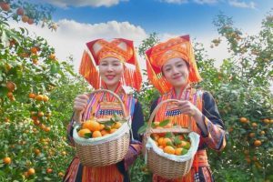 挑选优质沙糖桔的八大标准!