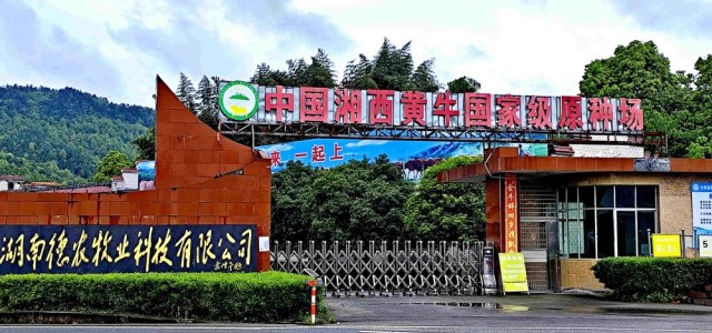中外抱团东盟企业俱乐部考察中国湘西黄牛国家级原种场 深化湘东盟畜牧产业合作
