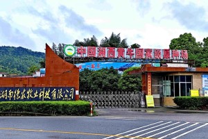 中外抱团东盟企业俱乐部考察中国湘西黄牛国家级原种场 深化湘东盟畜牧产业合作